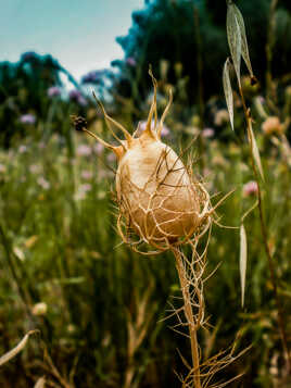 Nigelle de Damas à Capsules