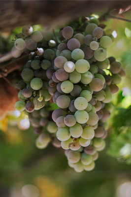 Veraison