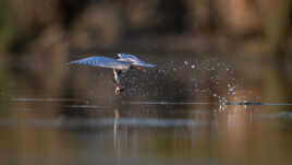 Pêche d'une grenouille