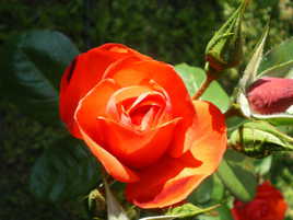 Rose, variété 