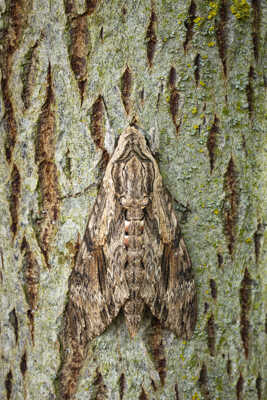 Camouflage parfait