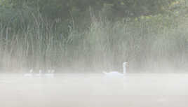 La famille cygne