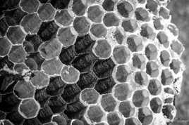 Géométrie naturelle