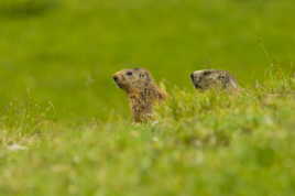 Marmottes