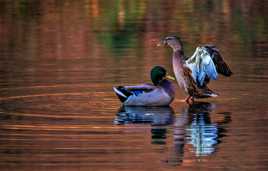 Les canards