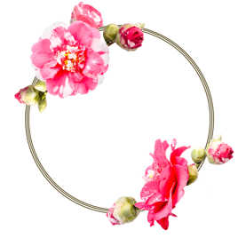 Camélia de mon jardin