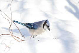 Geai bleu sur la neige