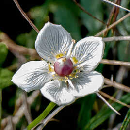 Bijoux de la nature