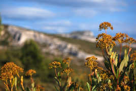 Garrigue