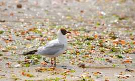 La mouette