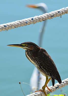 L'Aigrette jalouse de l'Onoré