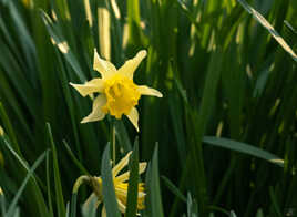 Jaune et vert