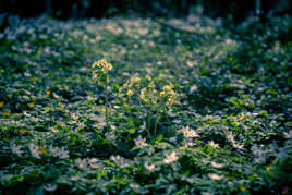 Coucous dans les bois