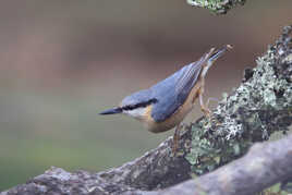 Petit oiseau, grand acrobate