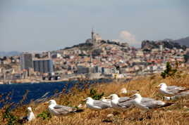 mouette