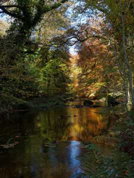 Automne sur le Scorff