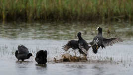 Du Rififi chez les foulques....