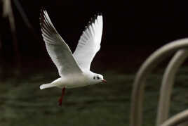 Mouette rieuse