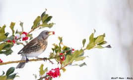 Grive litorne et boules de houx