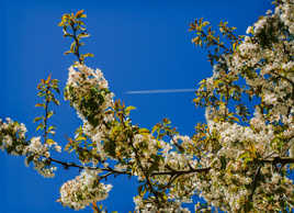 fleurs de pommier