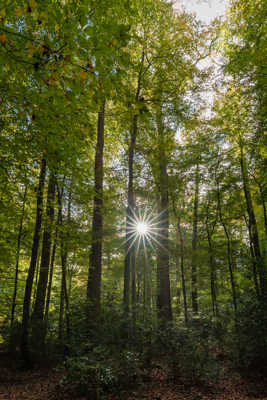 L'étoile dans la forêt