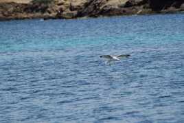 Bain du goeland