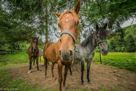 balade dans les bois
