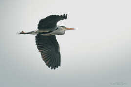 Vole au dessus de moi