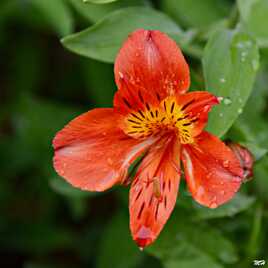 Alstroemeria aurea graham