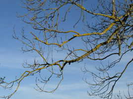 l'érable attent ses feuilles