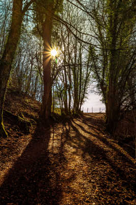 Contre jour en forêt V2