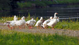 en promenade