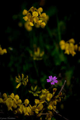 Couleurs complémentaires