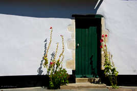 POrte et Roses trémières