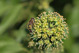 Hélophile à bandes grises