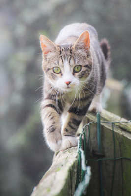 Chat sur la clôture