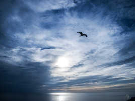 Mouette normande