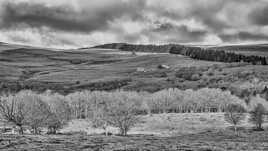 Aubrac monochrome