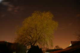 Un saule dans la nuit et qui a disparu