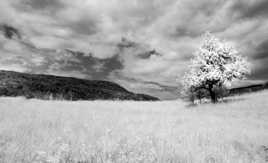 plan d'anelle en infrarouge N&B