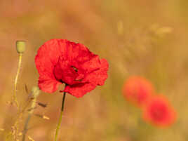 Coquelicot 1