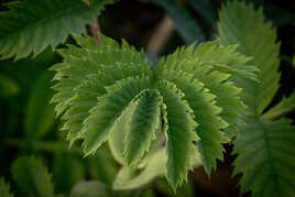 Melianthus major !!