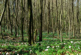 Sous bois printaniers