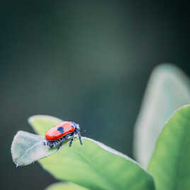 Sur ma feuille