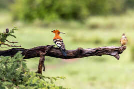 Que fais-tu sur ma branche?