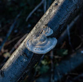 champignon "neigeux"