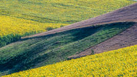 Champs de tournesols (2)