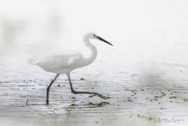 Aigrette garzette