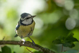 Mésange bleue au nourrissage