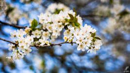 Une idée du Printemps